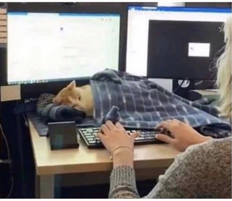 Работа в яндекс на удаленке